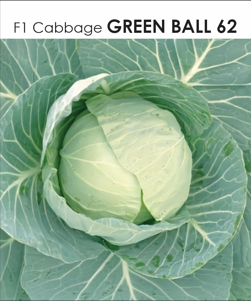 Green Ball 62
