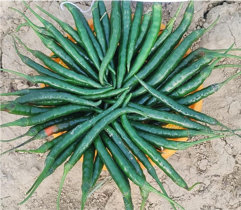KASTURI