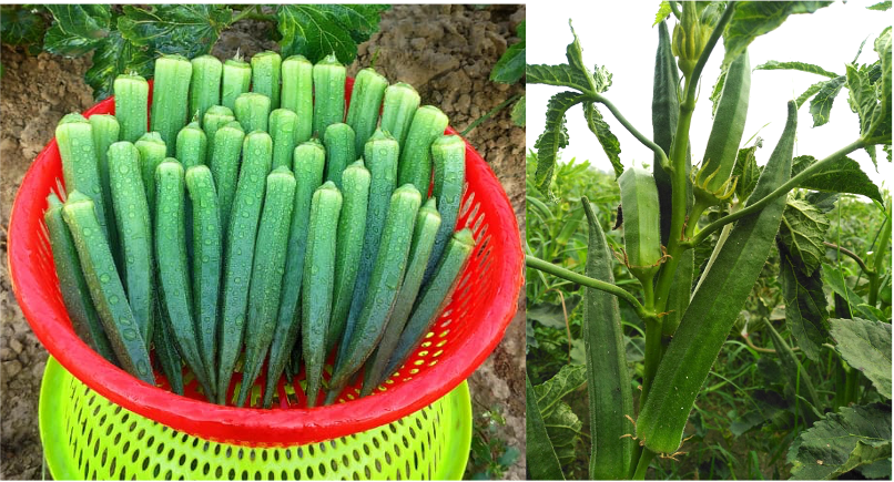 LAXMI 500