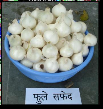AKOLA WHITE