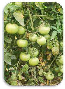Akash