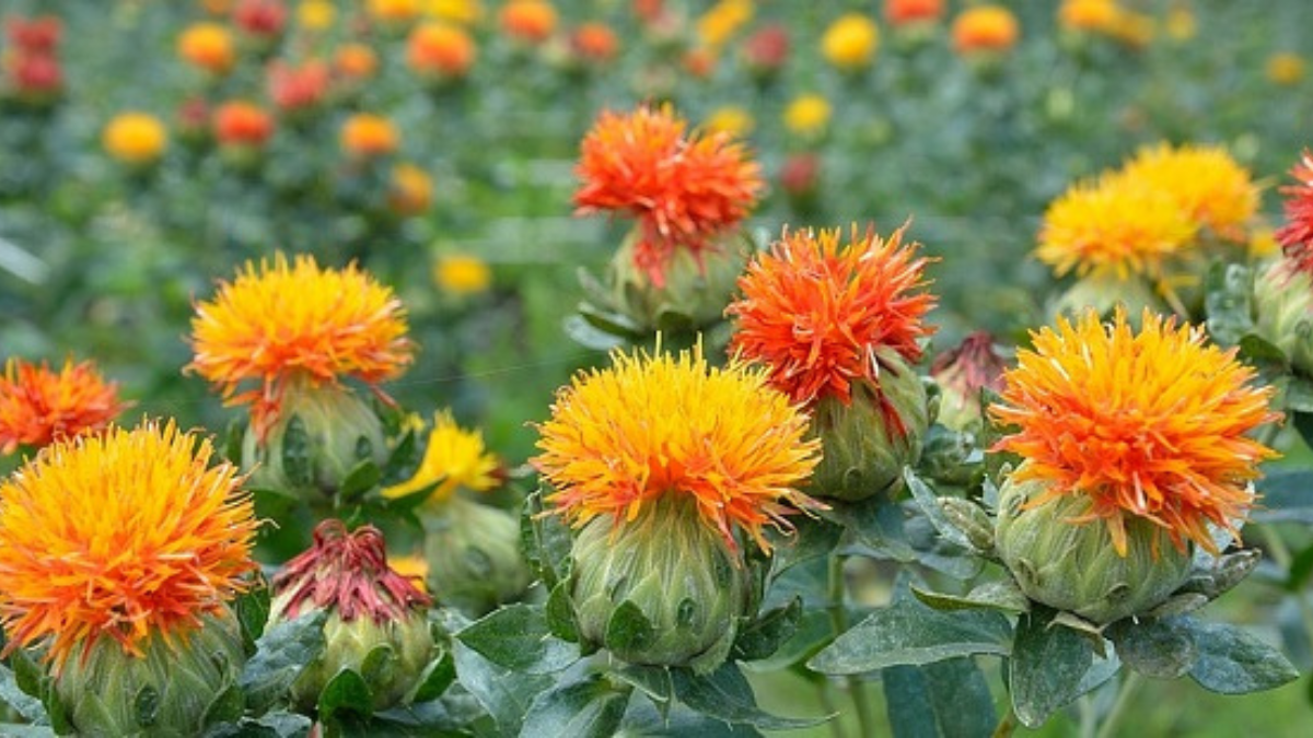 Safflower